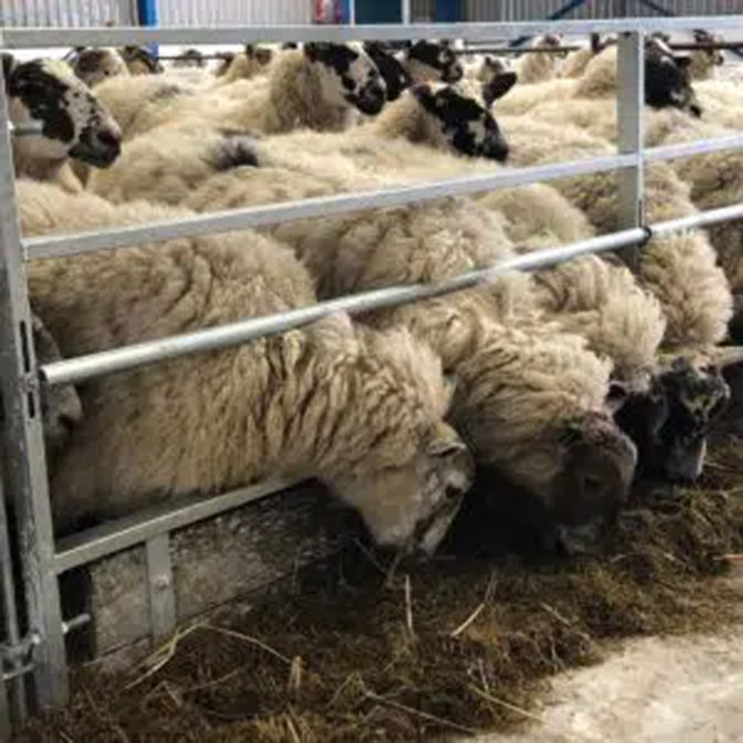 Sheep Housing | Rob Goddard Agricultural Supplies UK